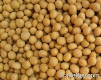 Sell soya beans