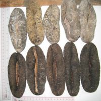 Sell white teat fish (dried sea cucumber)