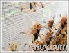 Sell PE Locust Breeding Netting