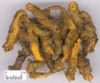 Sell Coptis Root Extract--Huir