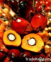 Sell crude palm oil from malaysia