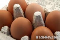 Sell Fresh Table Eggs, Frozen Broiler Chicken, spices and frozen Tuna