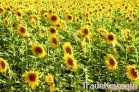 Sell Sunflower oil