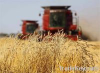 Sell Soft Milling Wheat