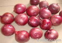 Sell Yellow onion , purple  onion