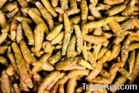 Sell Turmeric