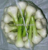 fresh garlic