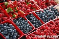 Sell Fresh Fruits And Vegetables