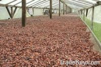 Sell Cocoa Beans, Coffee Beans, Cocoa Powder, Coffee Powder