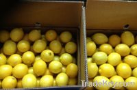 Sell FRESH YELLOW LEMON