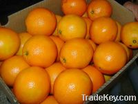 Sell Fresh Navel and Valencia Orange