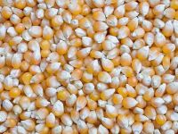 Sell Yellow Corn none GMO