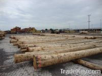 Pine logs available