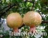 Sell Guava extract