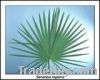 Sell Saw palm leaves extract