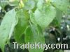 Sell Sweet camphor tree leaf extract