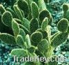 Sell Cactus extract