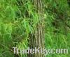 Sell white willow bark extract