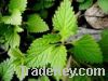 Sell rubescens extract