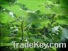 Sell olive leaf extract