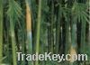 Sell bamboo shavings extract