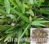 Sell lophatherum herb extract