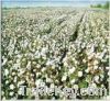 Sell cottonseed extract