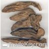 Sell figwort root extract