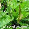 Sell Asiatic plantain herb extract