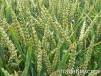 RUSSIAN WHEAT