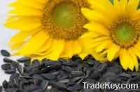 Export Refined Sunflower Oil | Pure Sunflower Oil Suppliers | Refined Sunflower Oil Exporters | Refined Sunflower Oil Traders | Refined Sunflower Oil Buyers | Pure Sunflower Oil Wholesalers | Low Price Sunflower Oil | Best Buy Sunflower Oil | Buy Sunflowe