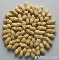 Sell peanuts in shell, crop 2011