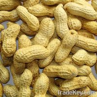 Sell roasted peanuts in shell