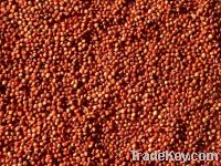 Sorghum Red, Sorgo, Rote Hirse