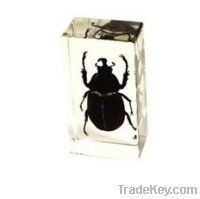 Sell Real acrylic resin insects
