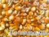  Maize | Maize Exporter | Corn Grain Seller | Maize Buyer | Bulk Maize Grain Importer | Corn bean Buyer | Corn bean Wholesaler | Corn Grain Manufacturer | Best Quality Corn Grain | Cheap Maize Supplier | Low Price Corn | Yellow Corn | White Cron | Baby Ma