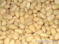 Sell pine nuts