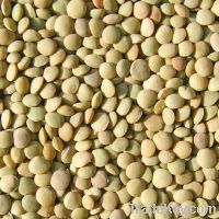 Sell lentils