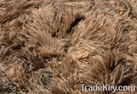 Sell ostrich feathers