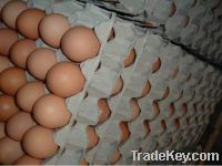 Sell chicken eggs
