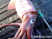 Sell giant squid