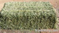 Sell alfalfa hay