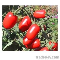 Sell tomatoes seeds