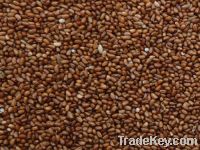 Sell teff grains