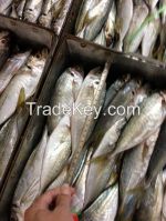 horse mackerel