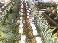 fresh pineapples for sale