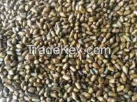 CASSIA TORA SEEDS for sale