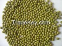 Mung beans for sale