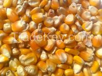 Yellow Maize grade 2