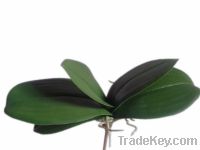 Sell Artificial Phalaenopsis leaves for decoration